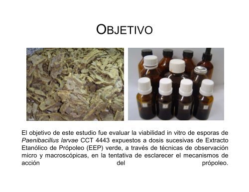 actividad_bacteriostatica_del_propoleo_verde ... - Apinews