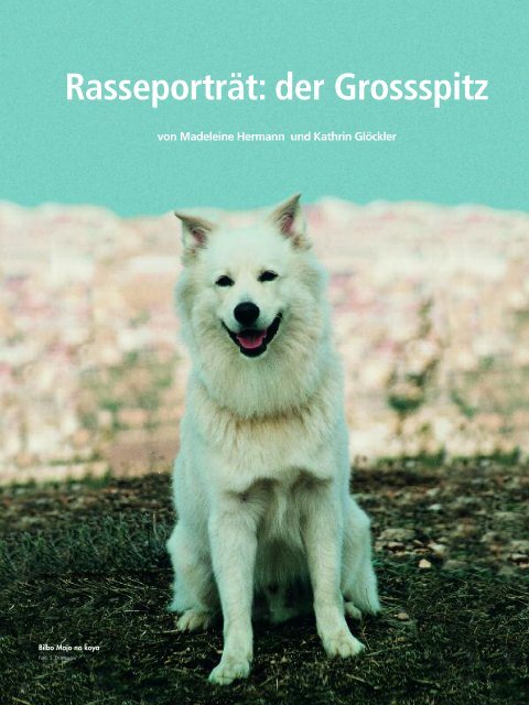 Rasseporträt: der Grossspitz - Liebhaber des Deutschen Spitzes eV