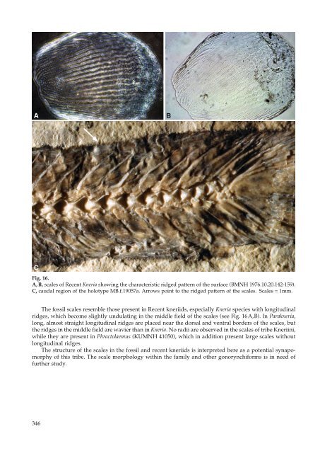 Mesozoic Fishes 5 - University of Kansas