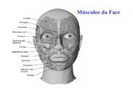 MÃºsculos da Face