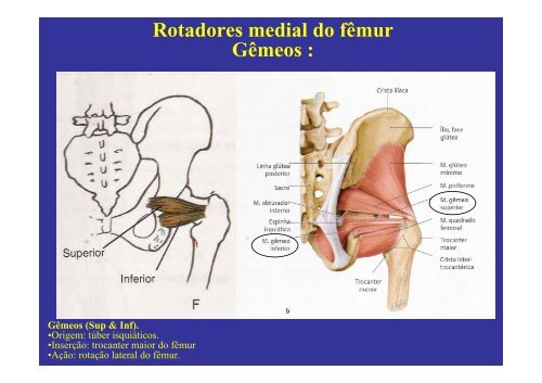 MÃºsculos do membro inferior