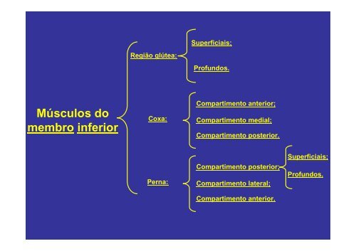 MÃºsculos do membro inferior