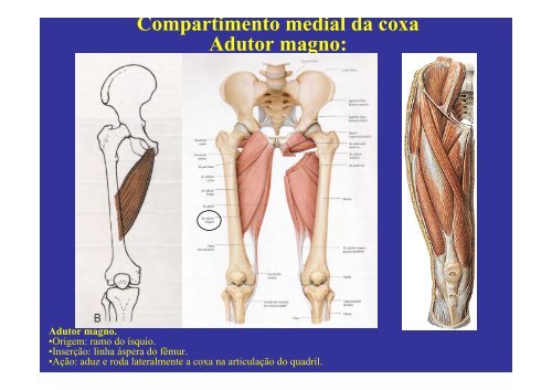 MÃºsculos do membro inferior