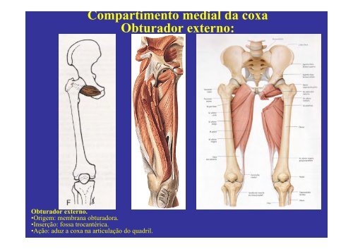 MÃºsculos do membro inferior