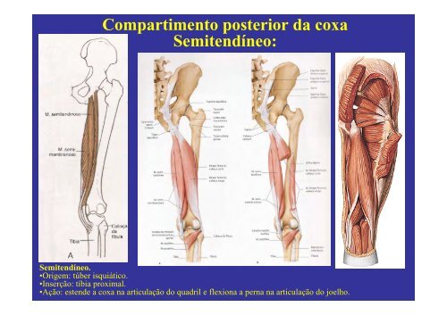 MÃºsculos do membro inferior