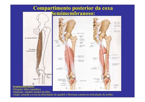 MÃºsculos do membro inferior