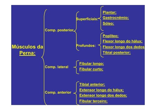 MÃºsculos do membro inferior