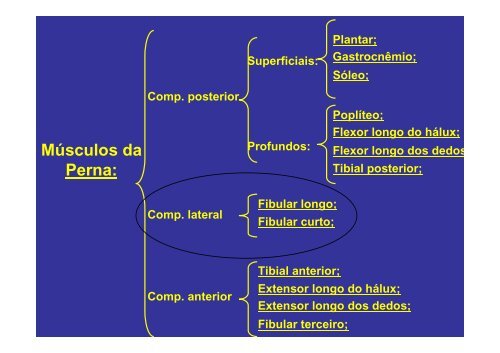 MÃºsculos do membro inferior