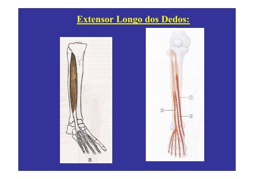 MÃºsculos do membro inferior