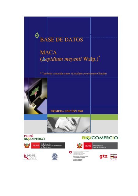 maca pulverizar próstata