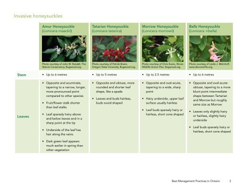 OIPC_BMP_Honeysuckle_Feb182014_FINAL2