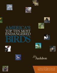 Top 10 Endangered Birds report - National Audubon Society