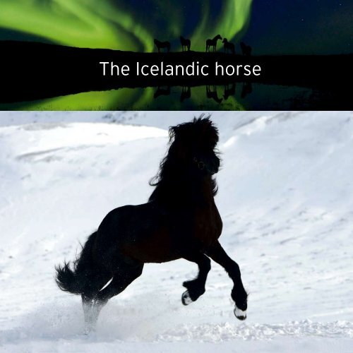 The Icelandic horse - Valhalla Icelandics