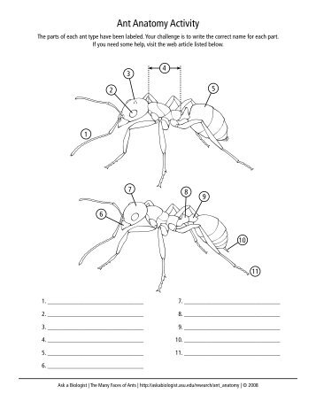 Ask a Biologist - Ant Anatomy Activity