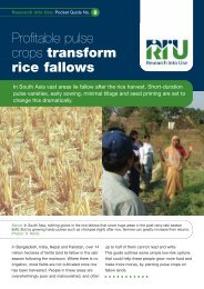 Profitable pulse crops transform rice fallows RIU Pocket Guide 8