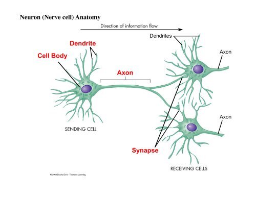 Axon Dendrite Cell Body Neuron (Nerve cell) Anatomy Synapse