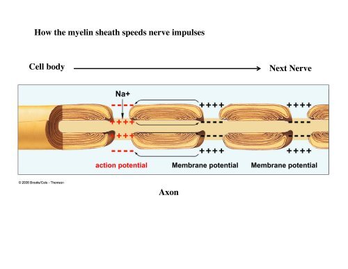 Axon Dendrite Cell Body Neuron (Nerve cell) Anatomy Synapse