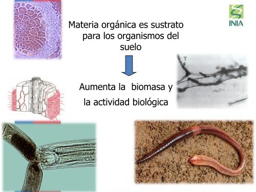 Fertilidad y manejo sustentable del recurso suelo