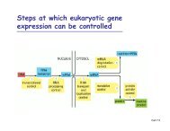 Steps at which eukaryotic gene expression can be controlled