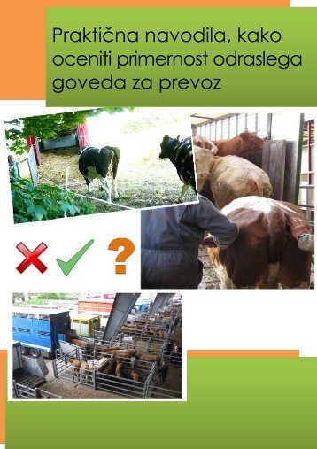 avodilo o ocenjevanju odraslega goveda za prevoz