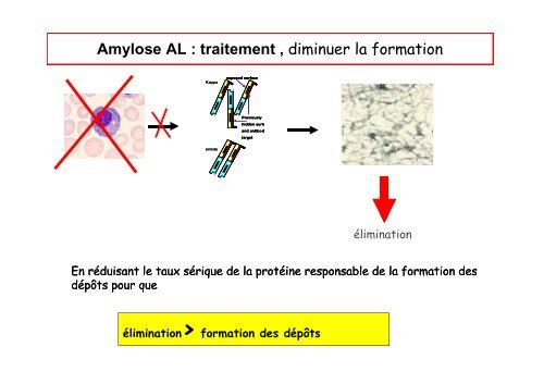 Amylose AL - ARS Limousin