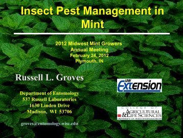 Insect Pest Management in Mint