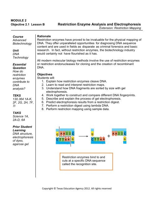 Gel Electrophoresis Worksheet Answers