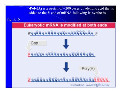 mRNA Chapter 5