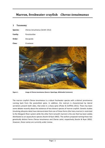 Marron, freshwater crayfish Cherax tenuimanus - Department of ...