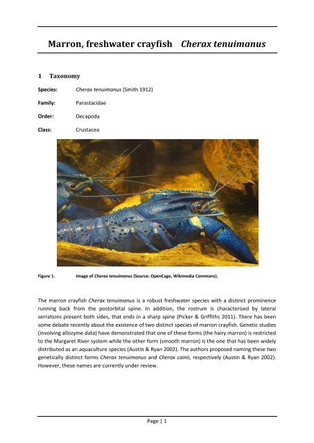Marron, freshwater crayfish Cherax tenuimanus - Department of ...
