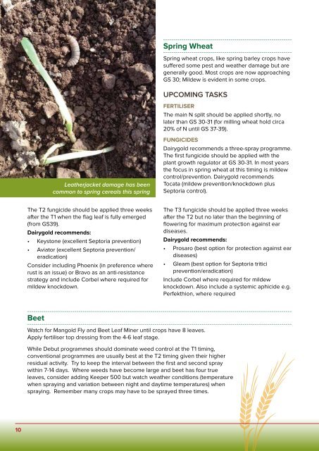 Spring Wheat Spring Wheat -