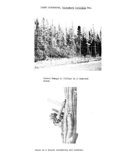 Forest Insect and Disease Survey; Ontario, 1965 - NFIS