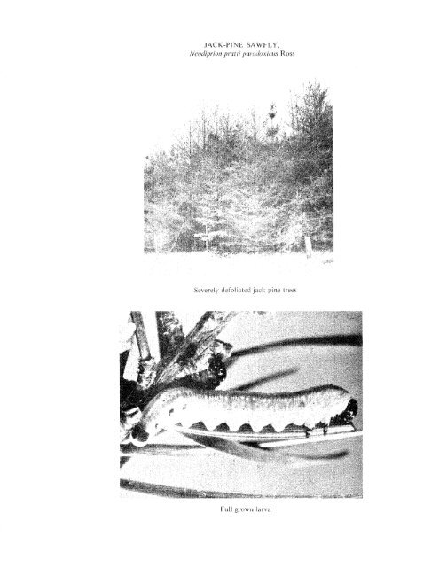 Forest Insect and Disease Survey; Ontario, 1965 - NFIS