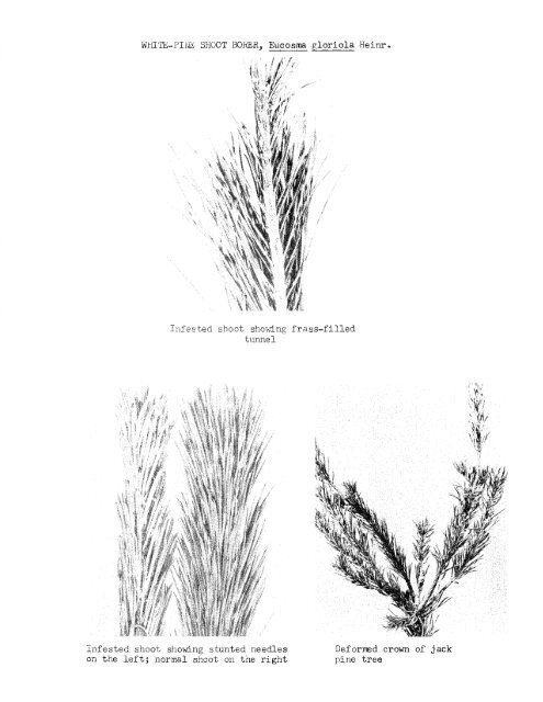 Forest Insect and Disease Survey; Ontario, 1965 - NFIS