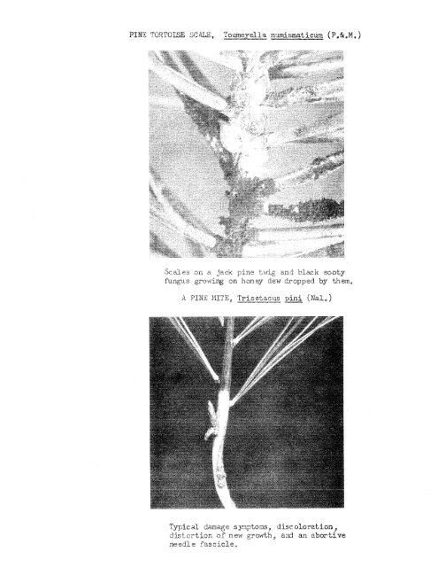 Forest Insect and Disease Survey; Ontario, 1965 - NFIS