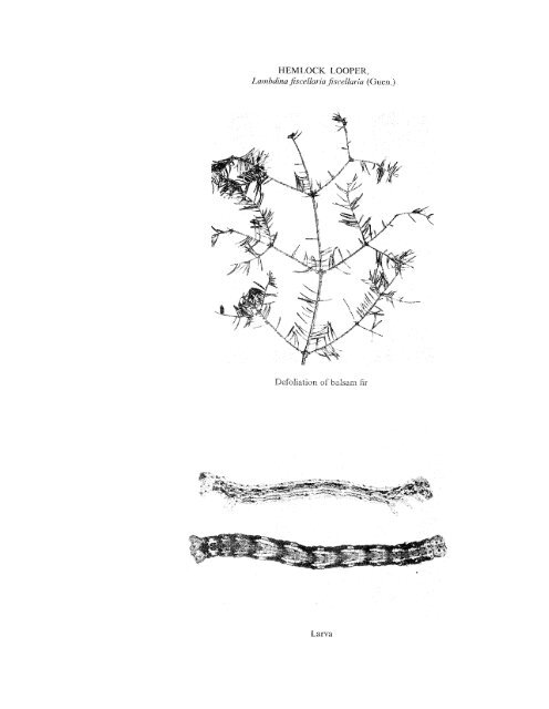 Forest Insect and Disease Survey; Ontario, 1965 - NFIS