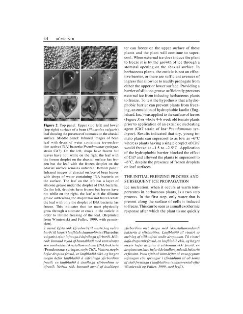 Factors involved in ice nucleation and propagation ... - Landbunadur.is