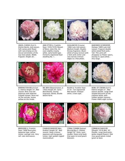 ANGEL CHEEKS (Carl G. Klehm) Bomb, mid ... - Styer's Peonies