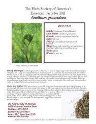 Dill Anethum graveolens.indd - The Herb Society of America