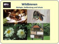 Klasse 5-7 - Wildbienen in der Umweltbildung