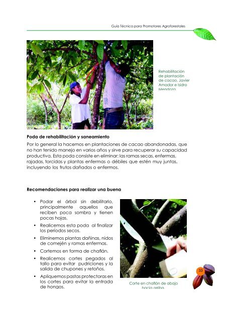 Cultivo del Cacao en Sistemas Agroforestales - IICA