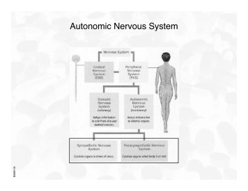 Autonomic Nervous System