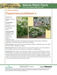 Common boneset - Native Plants - Michigan State University