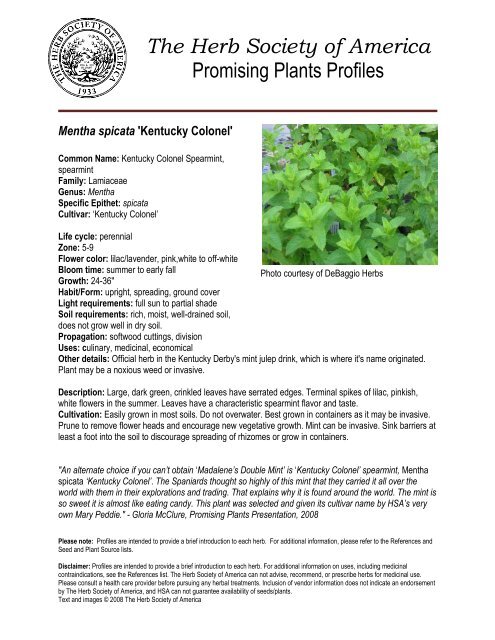 Mentha spicata 'Kentucky Colonel' - The Herb Society of America