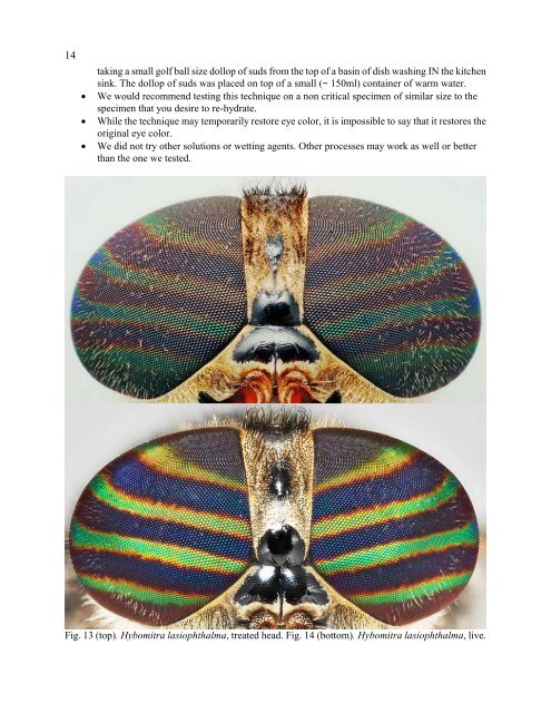 Fly Times Issue 48, April 2012 - North American Dipterists Society