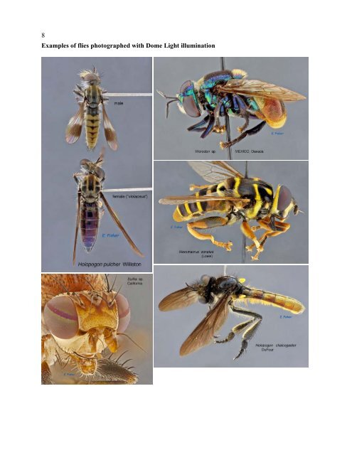 Fly Times Issue 48, April 2012 - North American Dipterists Society