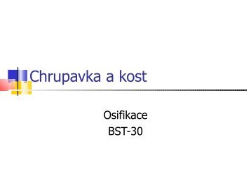 Chrupavka a kost