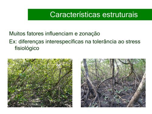 Distribuição de espécies arbóreas no gradiente de inundação no ...