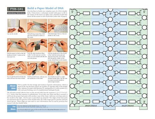 Build a Paper Model of DNA 1 2 3 4 5 6 7 8 9