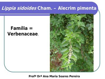 Lippia sidoides Cham. â Alecrim pimenta FamÃ­lia ... - Cerrado in vitro